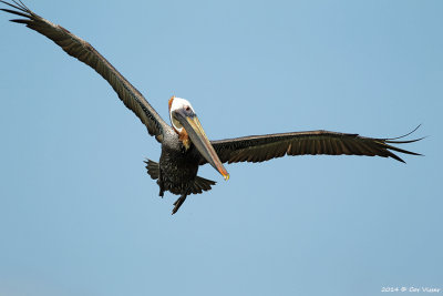 Brown Pelican / Bruine Pelikaan