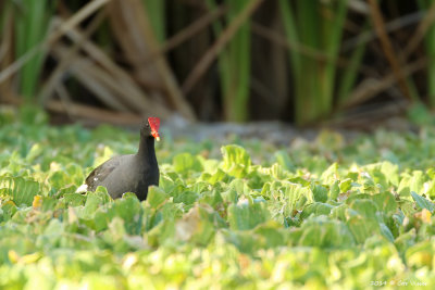 Common Gallinule / Amerikaanse Waterhoen