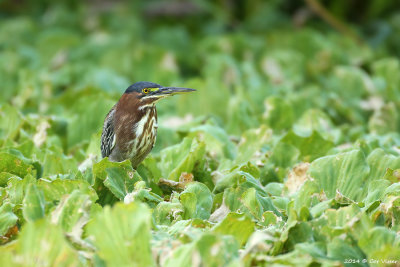 Green Heron / Groene Reiger