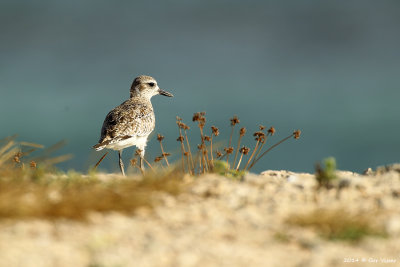 Black-bellied Plover / Zilverplevier