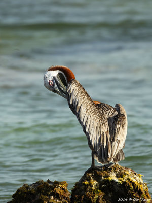 Brown Pelican / Bruine Pelikaan