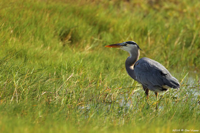 Great Blue Heron / Amerkaanse Blauwe Reiger