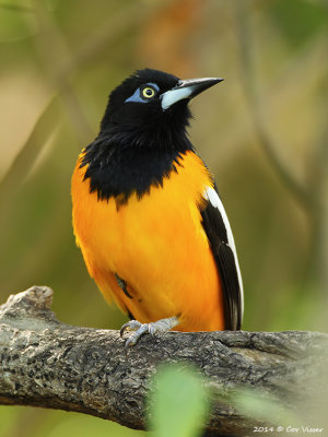 Venezuelan Troupial / Oranje Troepiaal