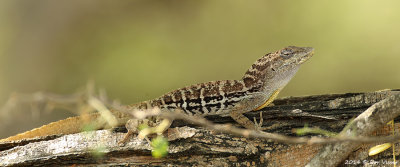 Aruba Whiptail / Kododo Blauw