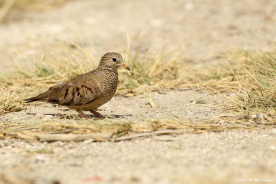 Common Ground Dove / Musduif