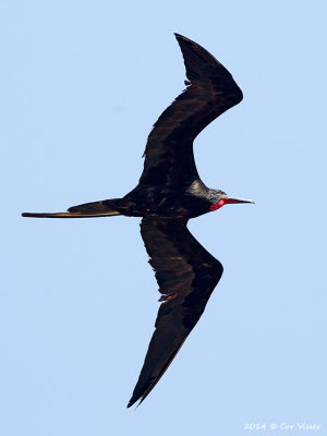 Magnificent Fregatbird / Amerkaanse Fregatvogel