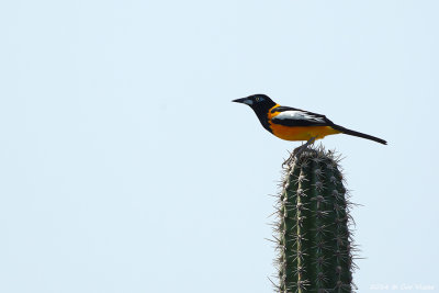 Venezuelan Troupial / Oranje Troepiaal