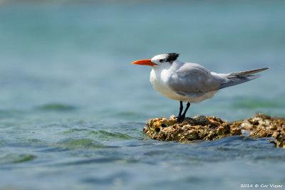Caspian Tern / Reuzenstern