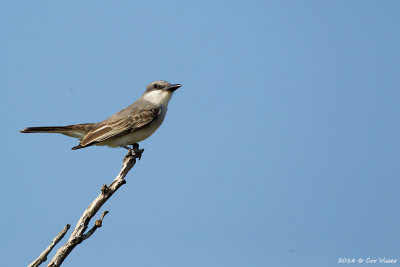 Grey Kingbird / Grote Koningstiran