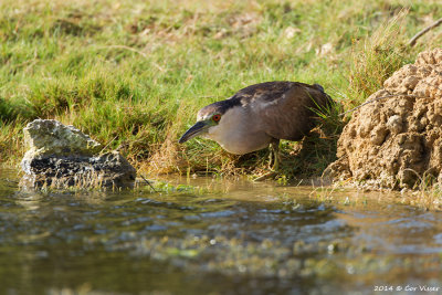Black-crowned Night-Heron / Kwak