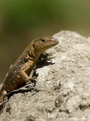 Aruba Whiptail / Kododo Blauw