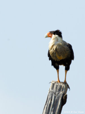 Crested Caracara / Kuifcaracara