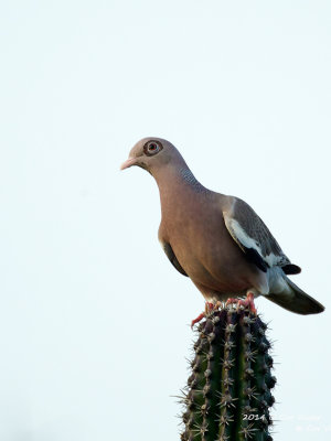 Bare-eyed Pigeon / Naaktoogduif