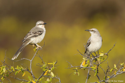 Tropical Mockingbird / Tropische Spotlijster