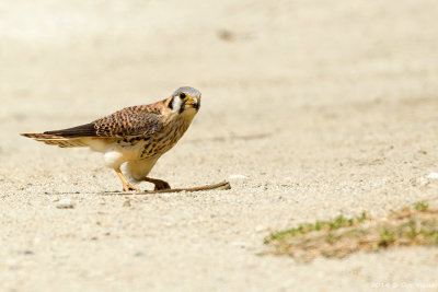 American Kestrel / Amerikaanse Torenvalk