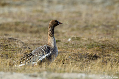 Pink-footed Goose / Kleine Rietgans