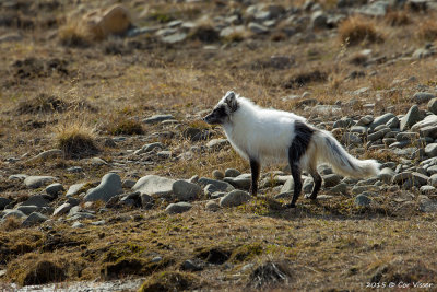 Arctic Fox / Poolvos