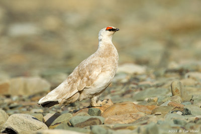 Rock Ptarmigan / Spitsbergen Sneeuwhoen