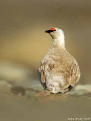 Rock Ptarmigan / Spitsbergen Sneeuwhoen