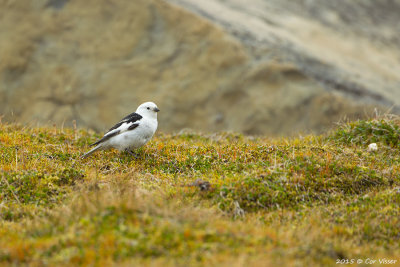 Snow Bunting / Sneeuwgors