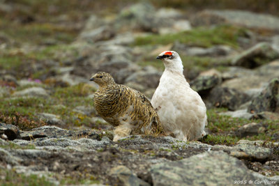 Rock Ptarmigan / Spitsbergen Sneeuwhoen