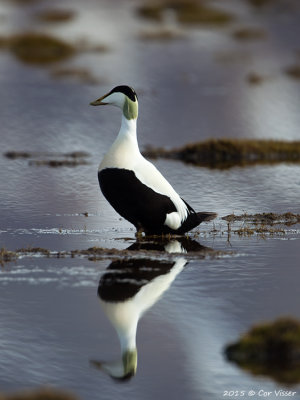 Common Eider / Eider