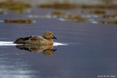 King Eider / Koningseider