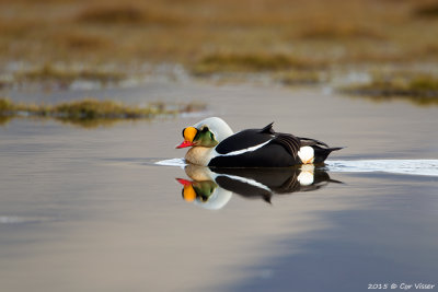 King Eider / Koningseider