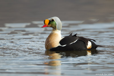 King Eider / Koningseider