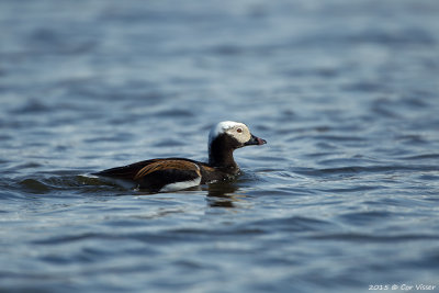 Long-tailed Duck / IJseend
