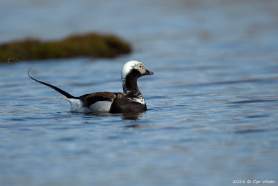 Long-tailed Duck / IJseend