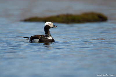 Long-tailed Duck / IJseend