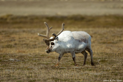 Reindeer - Rendier