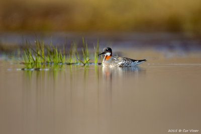 Grey Phalarope / Grauwe Franjepoot