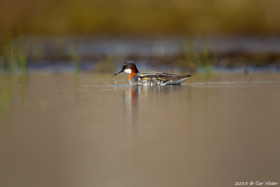 Grey Phalarope / Grauwe Franjepoot