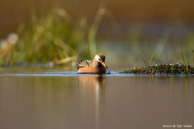 Red Phalarope / Rosse Franjepoot