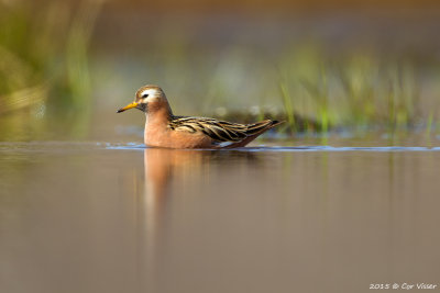 Red Phalarope / Rosse Franjepoot
