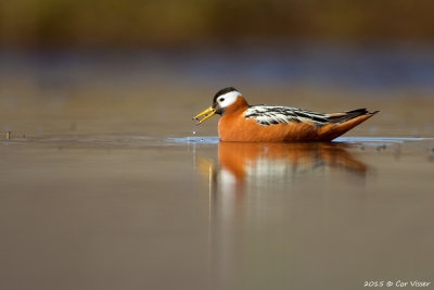 Red Phalarope / Rosse Franjepoot