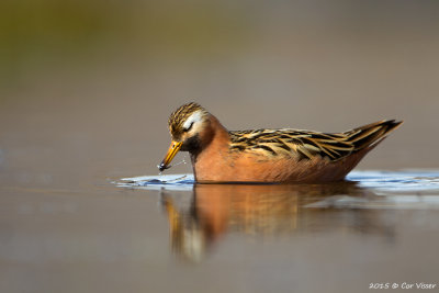 Red Phalarope / Rosse Franjepoot