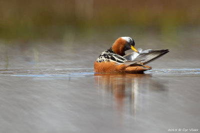 Red Phalarope / Rosse Franjepoot