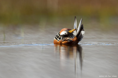 Red Phalarope / Rosse Franjepoot