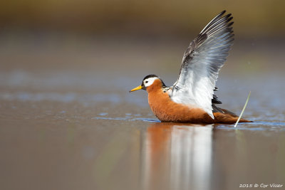 Red Phalarope / Rosse Franjepoot