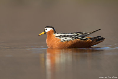 Red Phalarope / Rosse Franjepoot