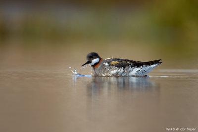 Grey Phalarope / Grauwe Franjepoot
