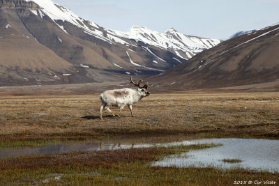 Reindeer - Rendier