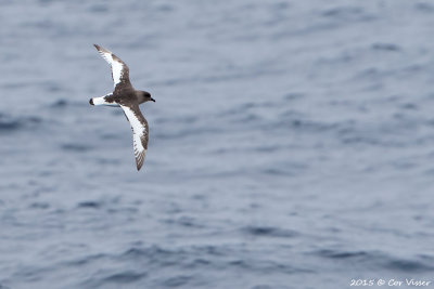 Antarctic-Petrel-2.jpg