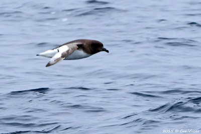 Antarctic-Petrel.jpg
