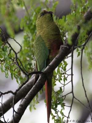 Austral-Parakeet-2.jpg