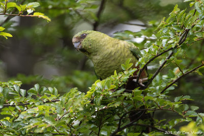 Austral-Parakeet.jpg