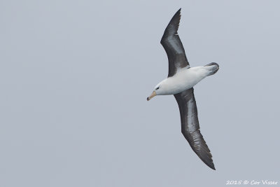 Black-browed-Albatross-2.jpg